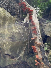 Trametes sanguinea