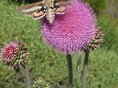 Hyles euphorbiarum
