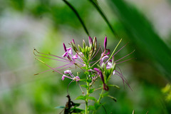Cleome houtteana