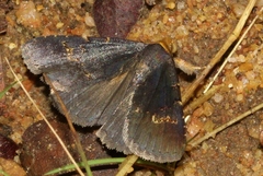 Plecoptera flaviceps