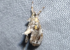 Glaphyria basiflavalis