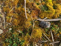 Syntrichia ruraliformis