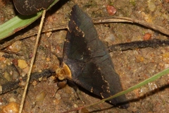 Plecoptera flaviceps