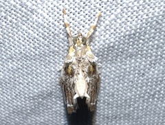 Glaphyria basiflavalis