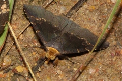Plecoptera flaviceps