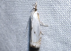 Microcrambus biguttellus