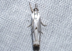 Microcrambus biguttellus