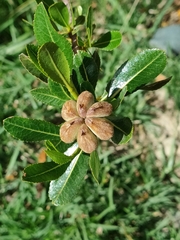 Kageneckia lanceolata