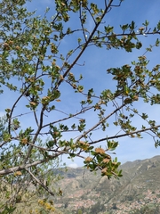 Kageneckia lanceolata