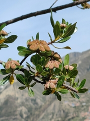 Kageneckia lanceolata