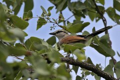 Tchagra australis