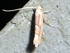 Phyllonorycter aeriferella