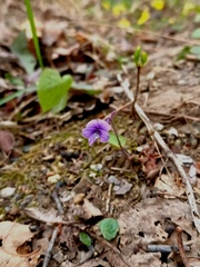 Viola tenuicornis