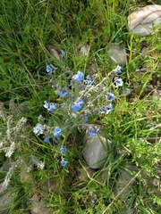 Cynoglossum amabile