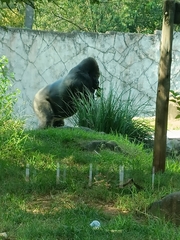 Gorilla