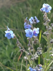 Cynoglossum amabile