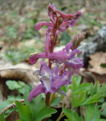 Corydalis cava