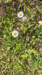 Erigeron quercifolius