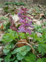 Corydalis cava