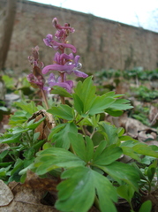 Corydalis cava