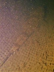 Platycephalus westraliae