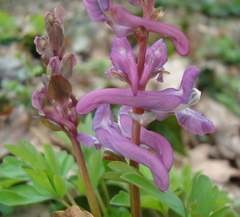 Corydalis cava
