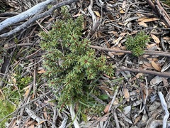 Tasmannia vickeriana