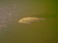 Helotes octolineatus