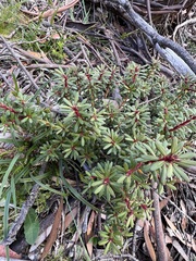 Tasmannia vickeriana