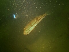 Torquigener pleurogramma