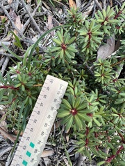 Tasmannia vickeriana