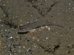 Acentrogobius pflaumii