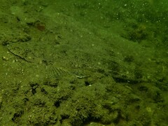 Platycephalus westraliae