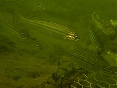 Helotes octolineatus