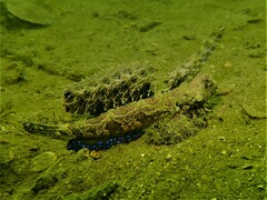 Dactylopus dactylopus