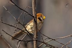 Paradoxornis guttaticollis