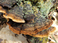 Porodaedalea