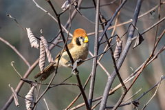 Paradoxornis guttaticollis