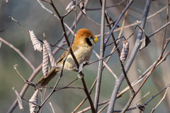 Paradoxornis guttaticollis