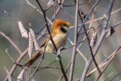 Paradoxornis guttaticollis