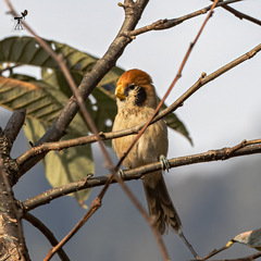 Paradoxornis guttaticollis