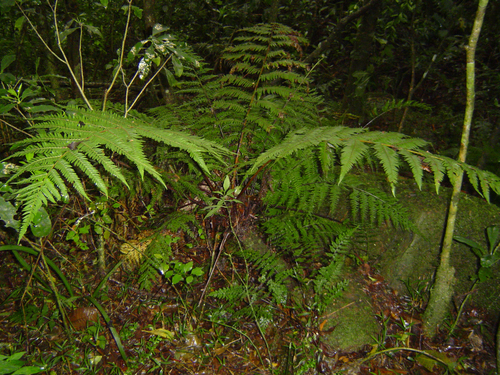 Cyathea thomsonii image