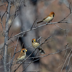 Paradoxornis guttaticollis