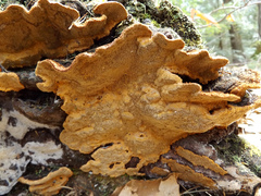Porodaedalea