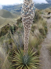 Puya hamata