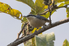 Yunnan Nuthatch photo 5