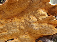 Porodaedalea