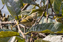 Phylloscopus forresti