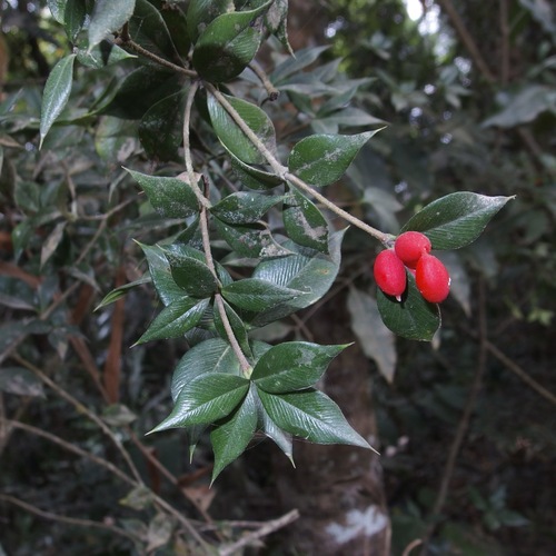 Chain fruit (Alyxia oblongata)