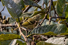 Phylloscopus forresti